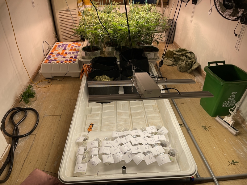 境外软件联络、异地埋包藏货、虚拟币付款，上海警方捣毁跨省贩售大麻团伙
